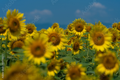 Summer sunflower field and blue sky.