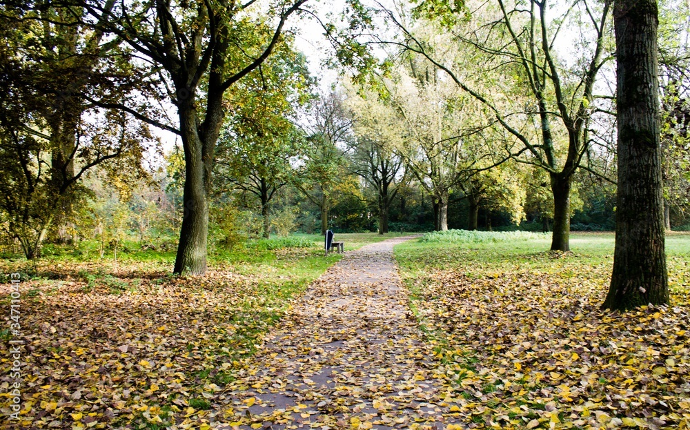 Photograph of big trees and yellow leaves in the autumn season
Photograph of big trees and yellow leaves in the autumn season