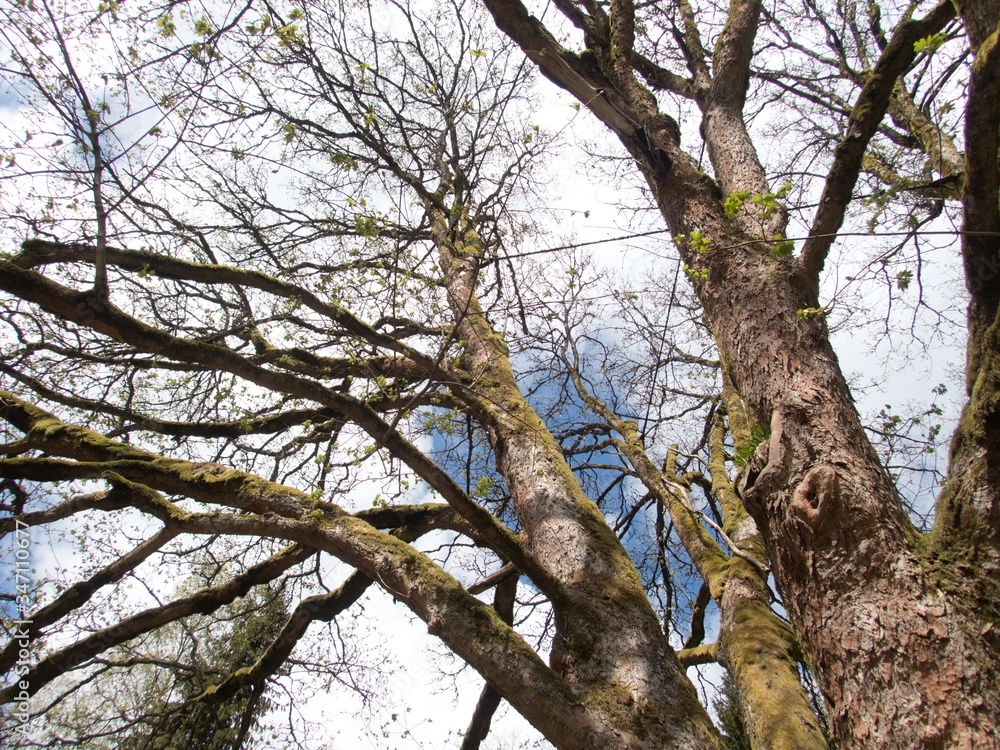 Obraz premium branches of majestic maple tree in the spring