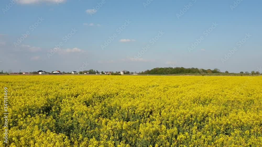 Yellow rape oil flowers on the fields