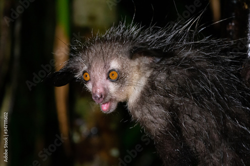 The rare Aye-Aye lemur that is only nocturnal