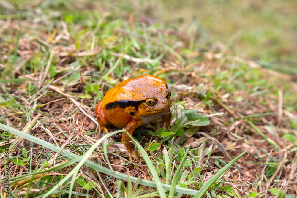 Fototapeta premium A large orange frog is sitting in the grass