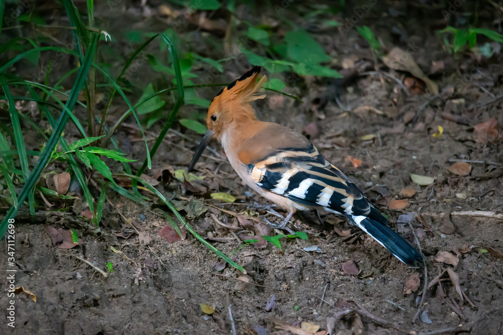 A woodpecker on the ground looking for something to eat