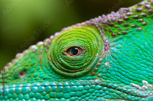 Close-up, macro shot of a green chameleon