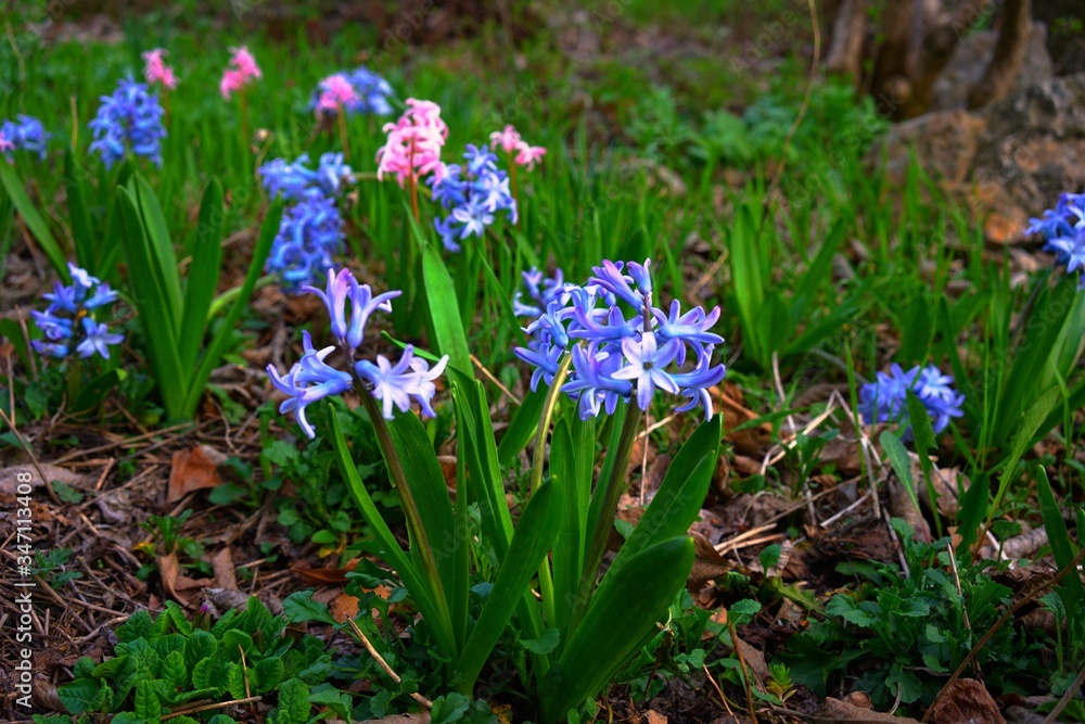 野原の青とピンクの小花