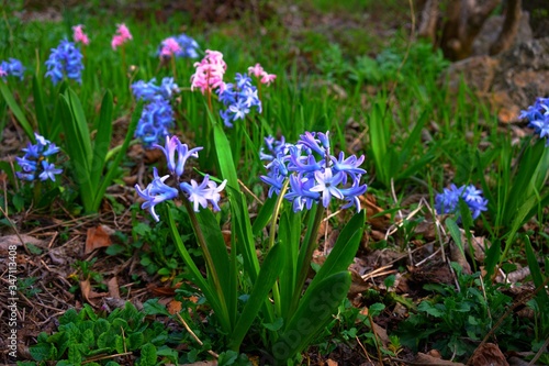 Fototapeta Naklejka Na Ścianę i Meble -  野原の青とピンクの小花