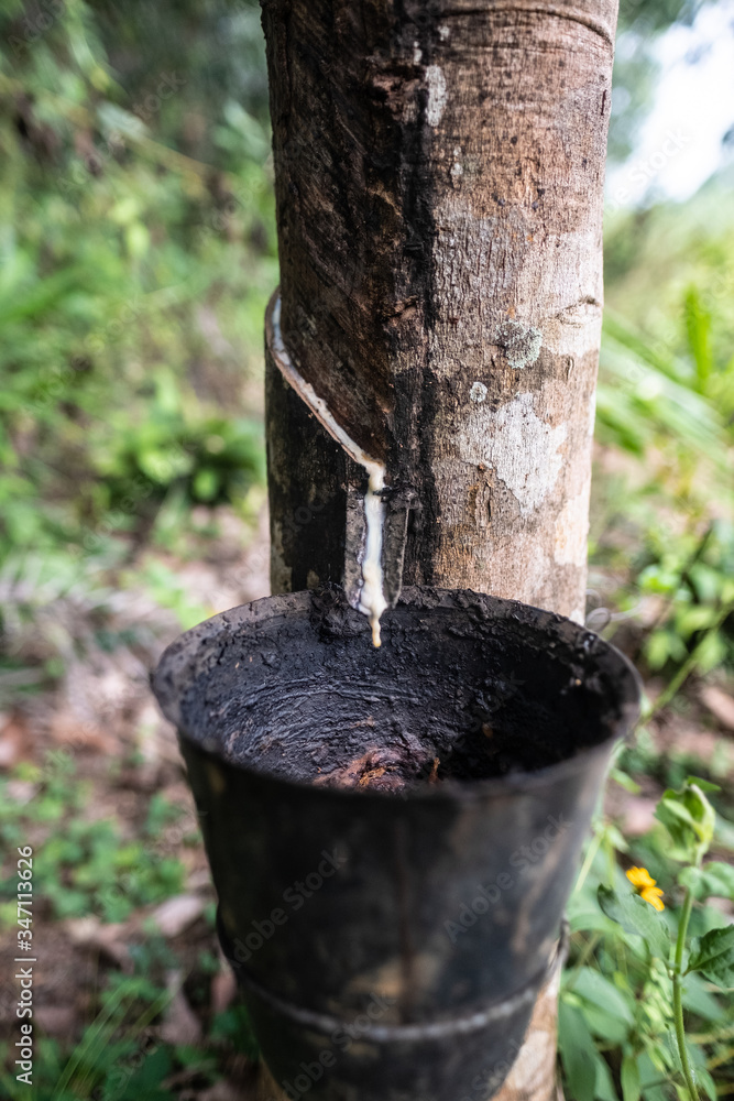 Fototapeta premium Gumowe drzewo w Ghanie