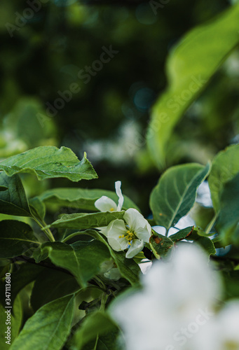 white flowers on a branch of an apple tree in spring in the garden