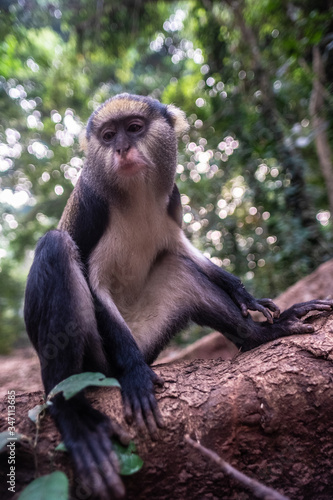 Campbell's mona monkey in Boabeng-Fiema Monkey Sanctuary, Ghana