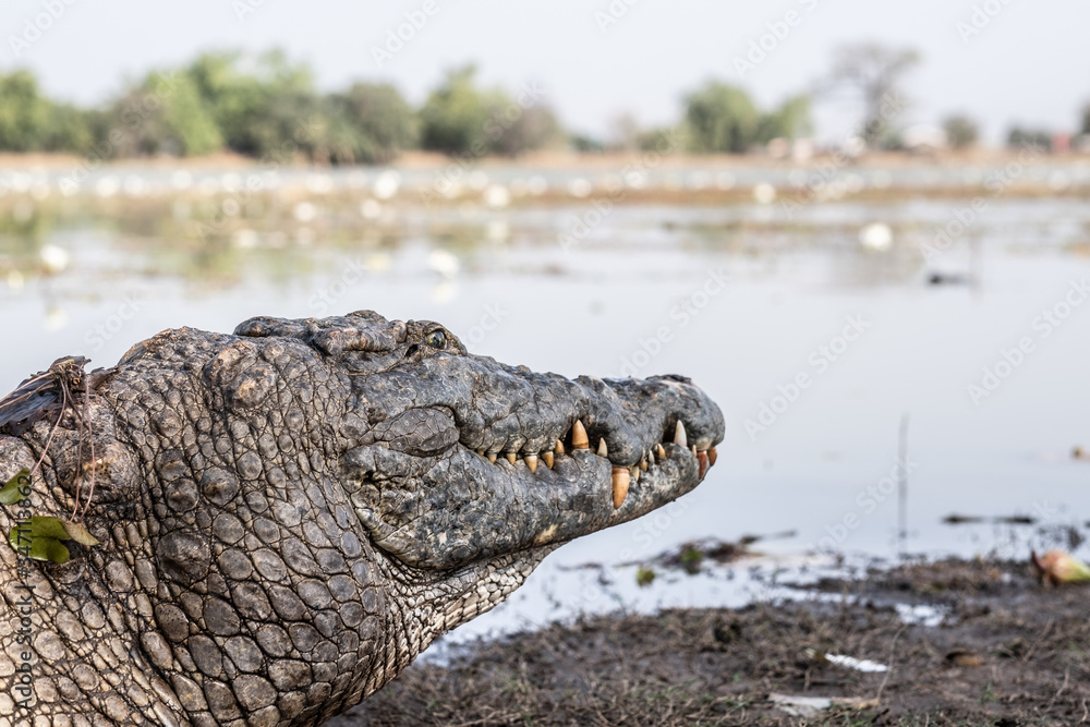 Fototapeta premium West African crocodile in Paga pond