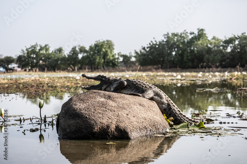 West African crocodile in Paga pond