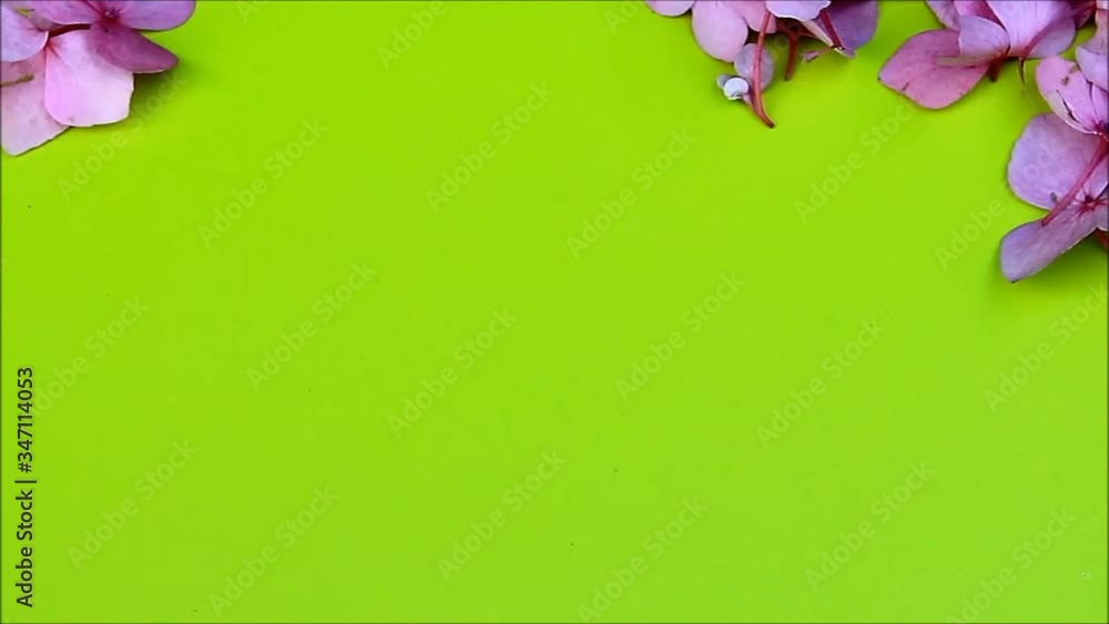 pink blossoms on green, zoom, background, texture StockVideo Adobe Stock
