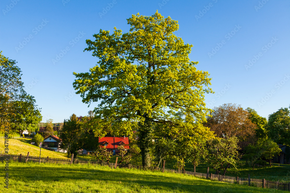 Naklejka premium Leuchtend grüner Baum im Abendlicht an einem Frühlingstag