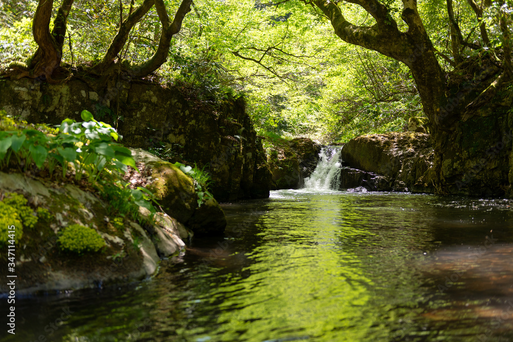 Obraz premium 春の渓流と滝