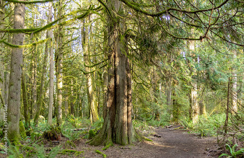 Fototapeta Naklejka Na Ścianę i Meble -  Hiking Trail next to Giant Tree in a Serene Evergreen Forest - Olympia, Washington, USA