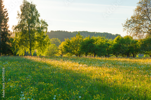 Bergwiese im Frühling im Abendlicht mi Wald im Hintergrund