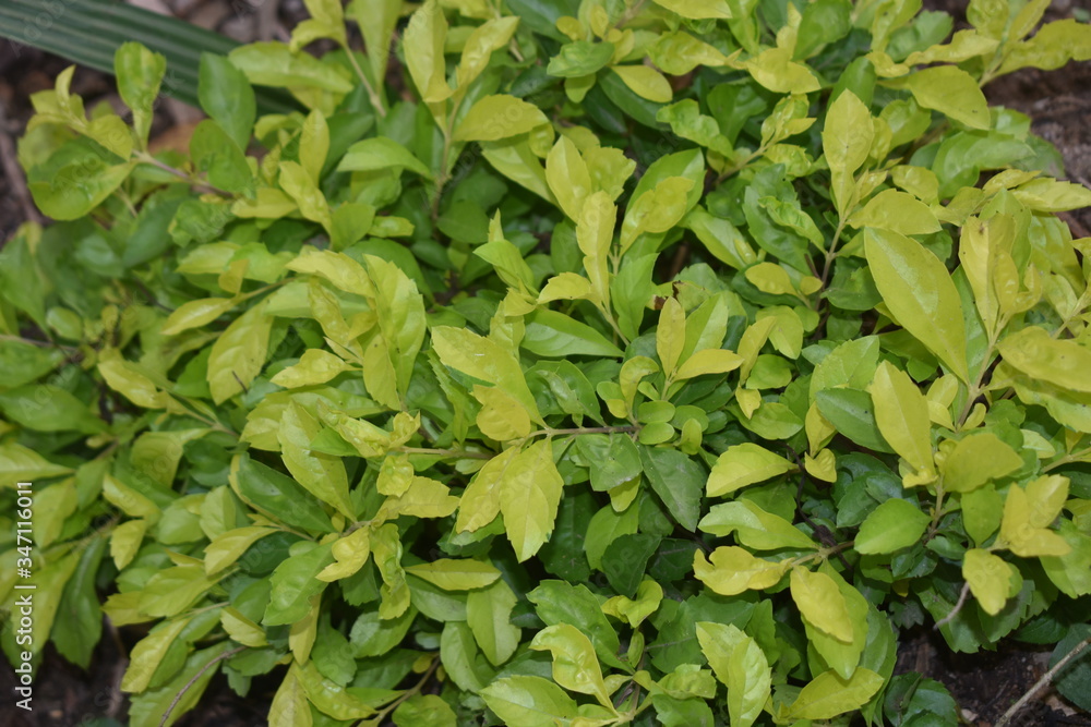 Obraz premium garden tree