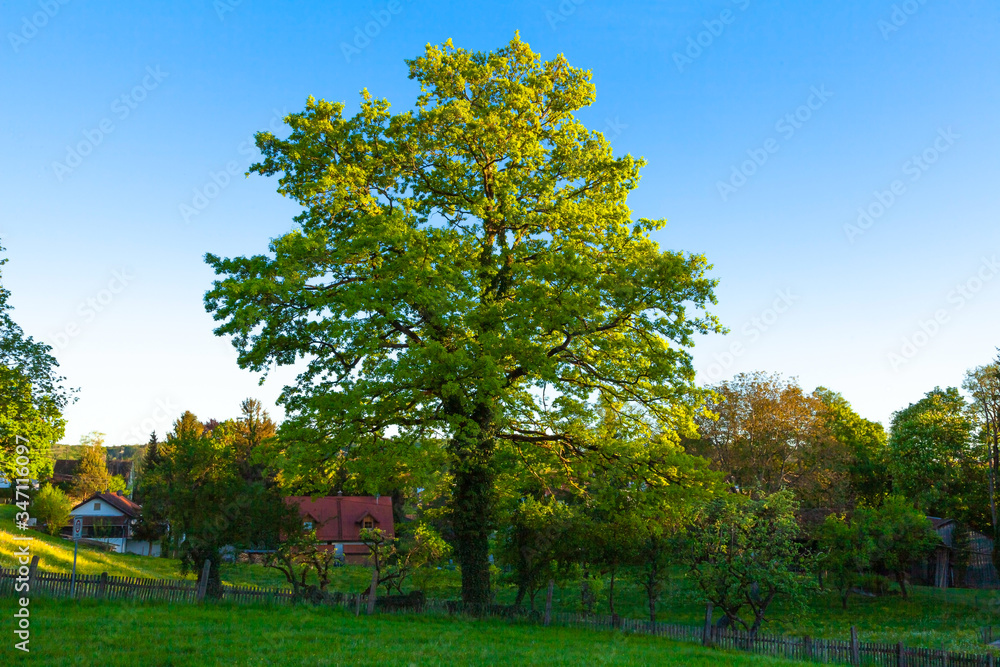 Naklejka premium Baum mit frischen grünen Blättern im Frühling in der Abendsonne in ländlicher Umgebung