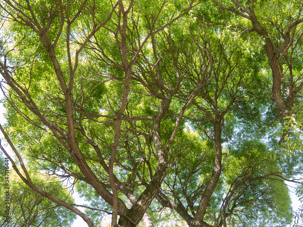 Fototapeta premium Crowns of old elm trees in spring