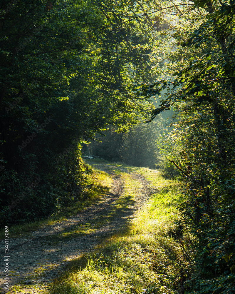 path in the forest early in the morning path in the forest early in the morning