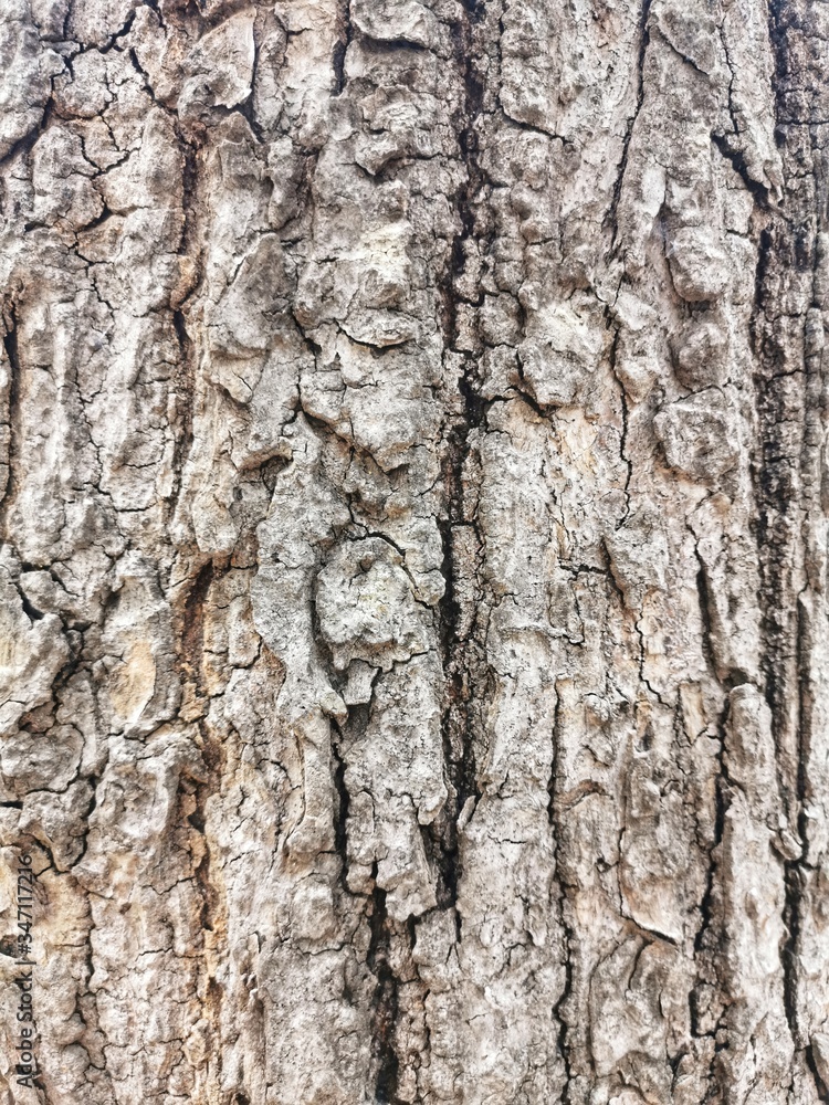 The old tree is so dry in summer. The old tree is so dry in summer.