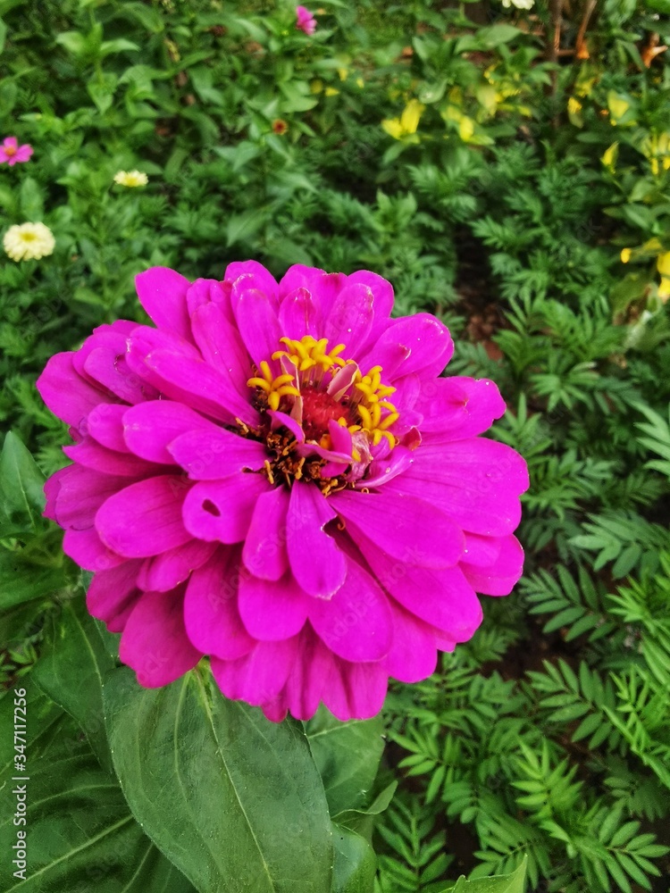 Fototapeta premium A pink zinnia is popular garden flowers.