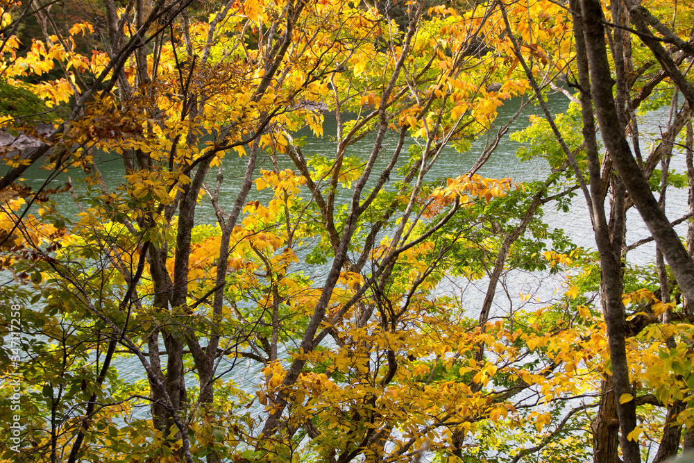 Fototapeta premium 志賀高原・サンシャイントレイルの紅葉／長野県山ノ内町