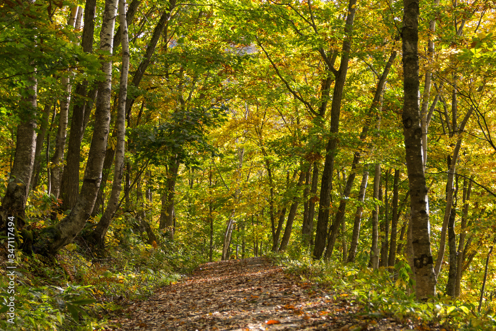 Obraz premium 志賀高原・サンシャイントレイルの紅葉／長野県山ノ内町