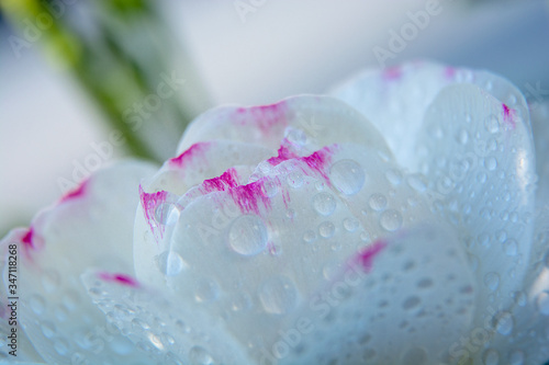 Fototapeta Naklejka Na Ścianę i Meble -  pink and white flower
