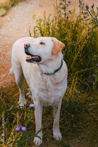 Happy dog looking to one side