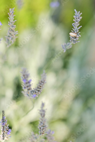 Dreamy lavender shrub close up