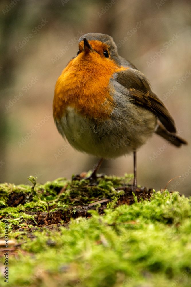 Fototapeta premium robin on the grass