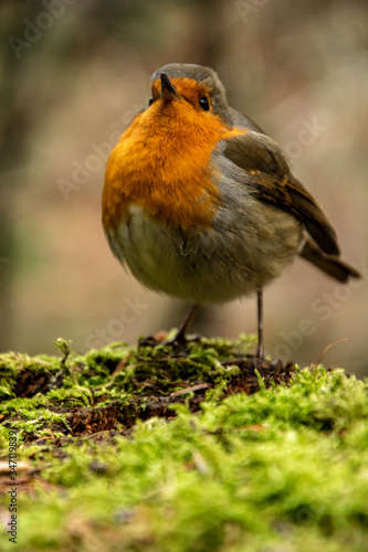 robin on the grass © Antonio