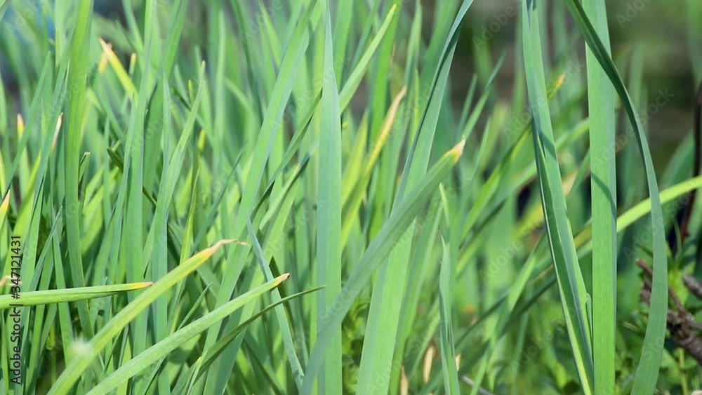 Green fresh spring garlic grass grow in garden. Macro waving on wind lawn waving in wind slow-motion video Green fresh spring garlic grass grow in garden. Macro waving on wind lawn waving in wind slow-motion video
