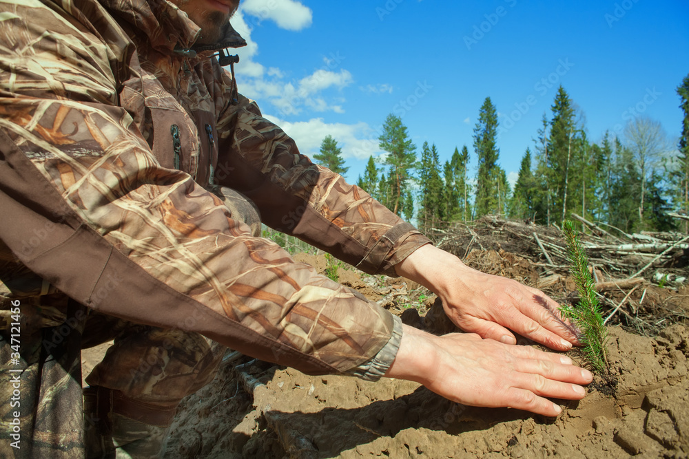 Hands of a man plant a green tree. The concept of reforestation after deforestation.