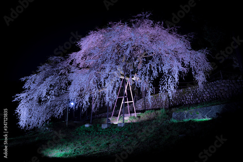 長野県飯田市　供養塔の桜（くよとの桜） photo