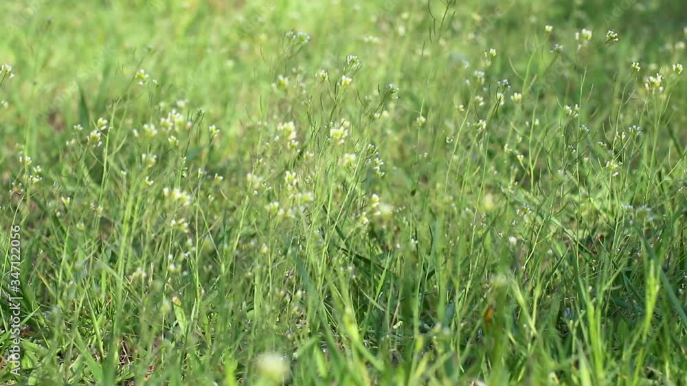 Fresh spring green grass with small flowers scene changing focus distance close-up with blurred waving in wind video background Fresh spring green grass with small flowers scene changing focus distance close-up with blurred waving in wind video background