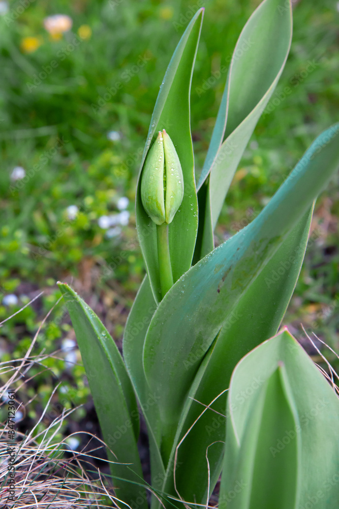 Fototapeta premium Tulip flowers with green leaf background in tulips field.