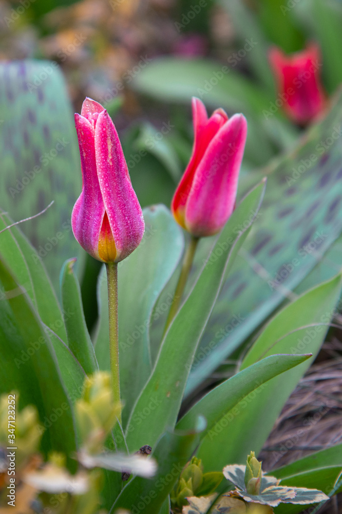 Tulip flowers with green leaf background in tulips field. Tulip flowers with green leaf background in tulips field.