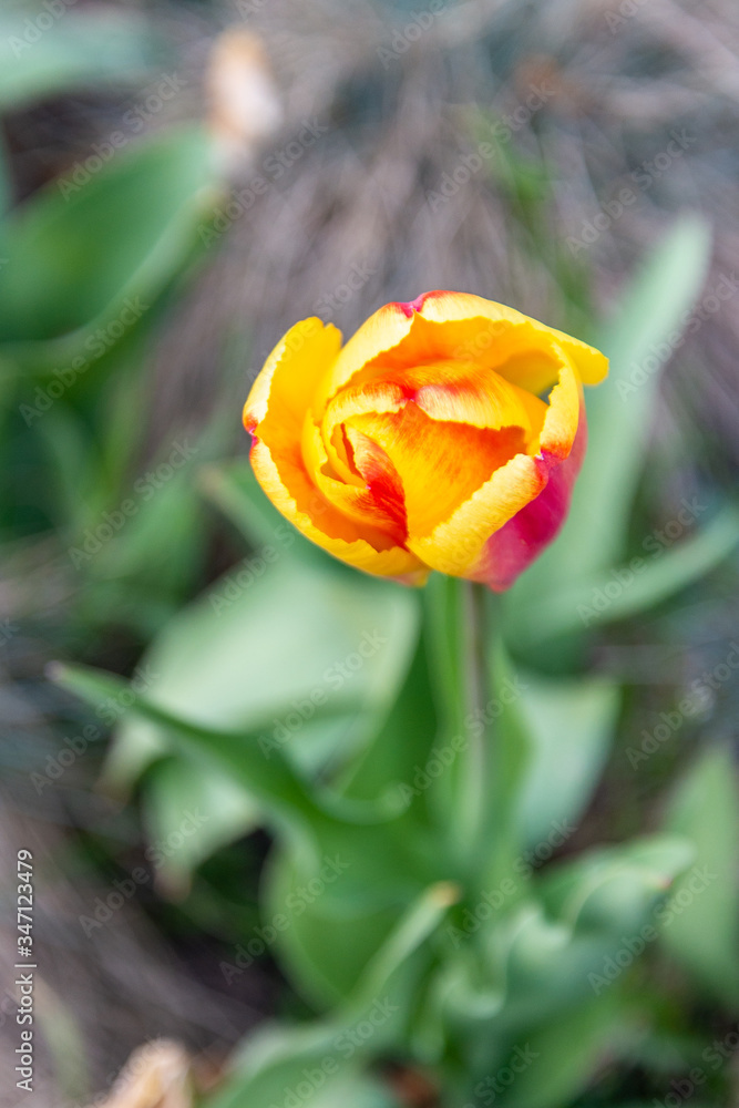 Tulip flowers with green leaf background in tulips field. Tulip flowers with green leaf background in tulips field.