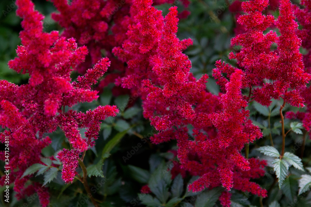 Red flowers of astilbe blooming in the garden Red flowers of astilbe blooming in the garden