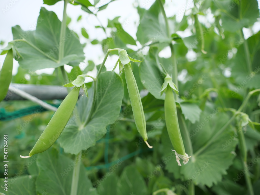 Snap pea in the vegetable garden in spring Snap pea in the vegetable garden in spring