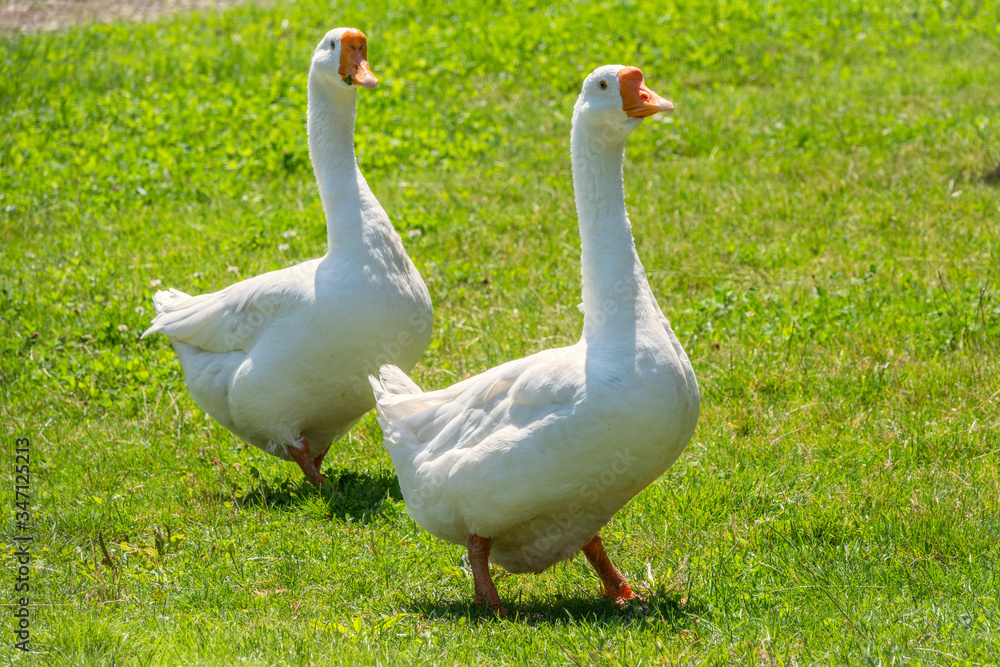 Two white big geese peacefully walking together in green grassy lawn on bright sunny day. Domestic goose, greylag goose or white goose, Anser cygnoides domesticus. Two white big geese peacefully walking together in green grassy lawn on bright sunny day. Domestic goose, greylag goose or white goose, Anser cygnoides domesticus.