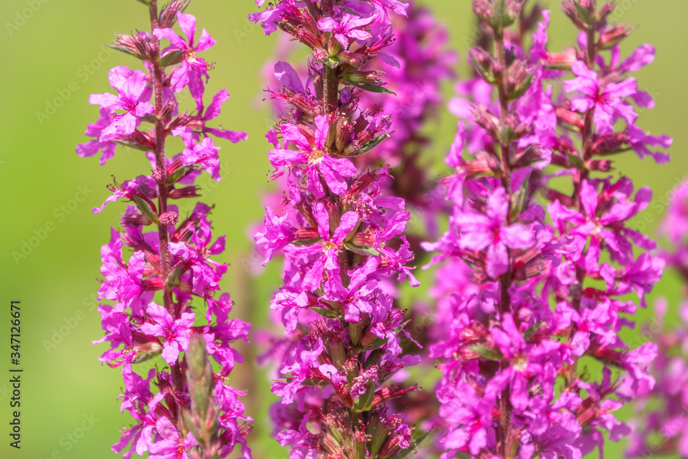 Obraz premium Summer Flowering Purple Loosestrife, Lythrum tomentosum on a green blured background.