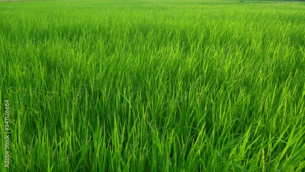 vdo A wide green field filled with a lot of rice, the wind blows, causing the swaying of the rice plants.
vdo A wide green field filled with a lot of rice, the wind blows, causing the swaying of the rice plants.