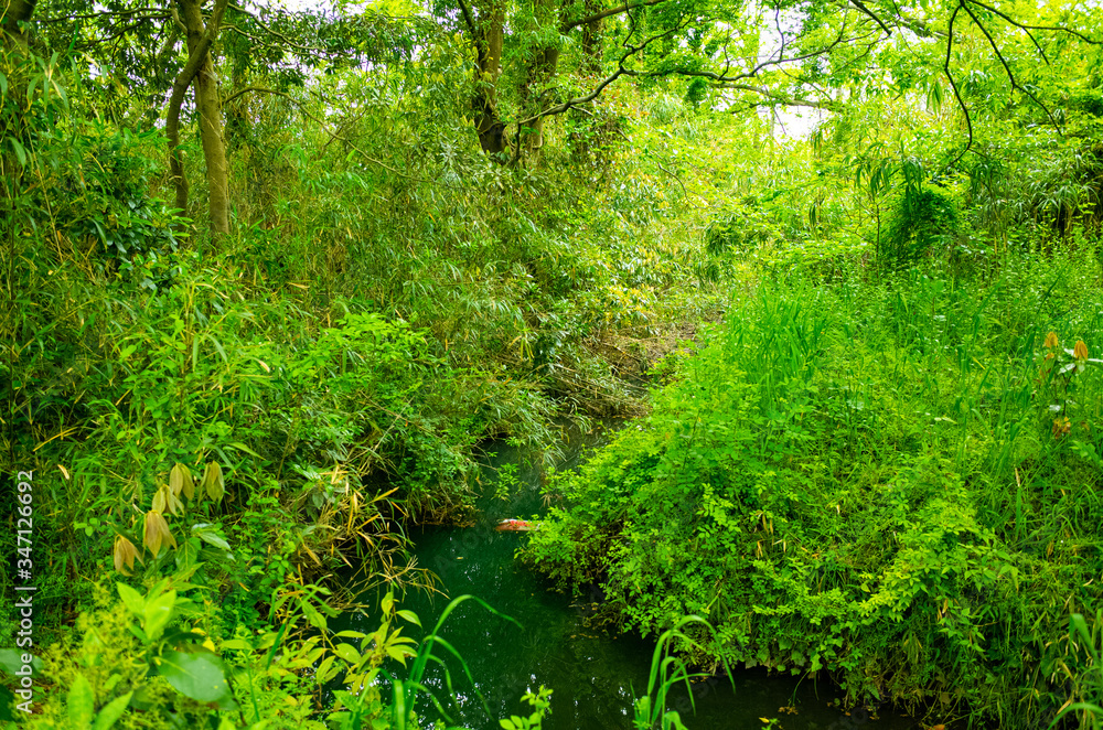 Fototapeta premium 草むら