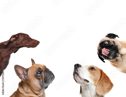 Set with different cute dogs on white background. Adorable pets