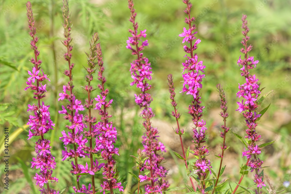 Obraz premium Summer Flowering Purple Loosestrife, Lythrum tomentosum on a green blured background.