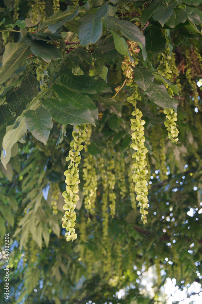seeds hanging on the tree