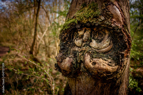 A gnarled tree trunk in a forest covered in moss slightly resembling an old man with a moustache